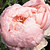 Rózsaszín - Angol rózsa - Auswonder